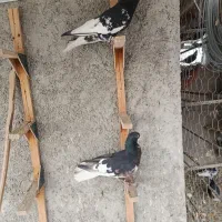 کفتر شهری گلدار