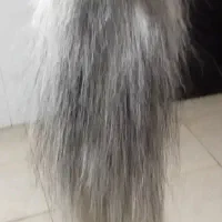 دوم اسب خشک شده