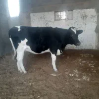 گوساله هلیشتان|حیوانات مزرعه|میبد, |دیوار