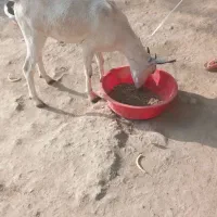 گیسه فروشی|حیوانات مزرعه|میناب, |دیوار