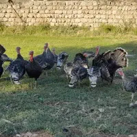 بوقلمون کردی نر وماده|حیوانات مزرعه|سرپل ذهاب, |دیوار