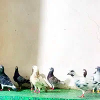 کبوتر سوسکی سار همه نر مال یه بوم