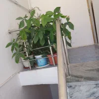 گل فروشی|گل و گیاه طبیعی|ایوان, |دیوار