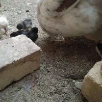 دوتک|حیوانات مزرعه|خمینیشهر, |دیوار