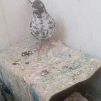 سوسکی تهرانی