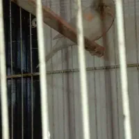 قناری نر|پرنده|مشهد, شهید معقول|دیوار