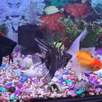 آکواریوم و میزش و ماهی های زیبا با تجهیزات کامل