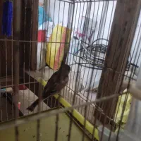 سهره قناری نر|پرنده|ملایر, |دیوار