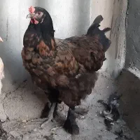 مرغ برهما