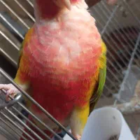 طوطی گرینچیک خاص