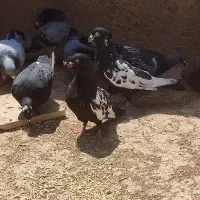 یک جفت سینه سیاه گرفتنی