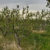 فروش تعداد محدود قطعات باغی جهت سرمایه گذاری