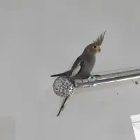 عروس هلندی|پرنده|رشت, باهنر|دیوار