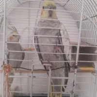 عروس هلندی نر