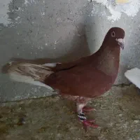 غوره ای پلاکی نر