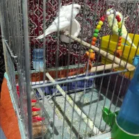 مرغ عشق|پرنده|سنندج, |دیوار