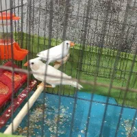 فنچ کینگ جفت با قفس