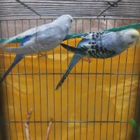 مرغ عشق