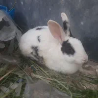 خرگوشی رام دستی خانگی