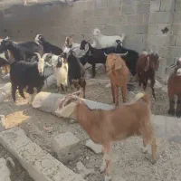 گوشت‌کهره‌موجوده|حیوانات مزرعه|جم, |دیوار