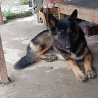 ژرمن بلک|سگ|تالش, هشتپر|دیوار