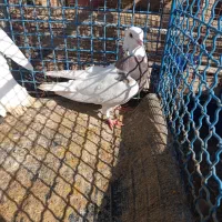 کفتر|پرنده|دهدشت, |دیوار