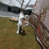 گربه