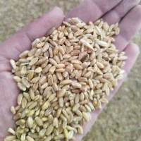 گندم‌برای‌پرنده|لوازم جانبی حیوانات|اصفهان, ارزنان|دیوار
