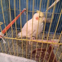 عروس هلندی|پرنده|جوین, |دیوار