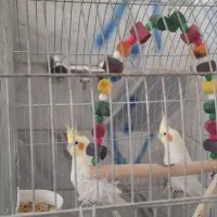 عروس هلندی|پرنده|قم, قلعه کامکار|دیوار