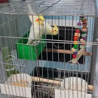 یک جفت عروس لوتینو با قفس