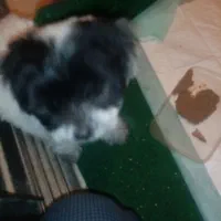 واگذاری سگ تریر ماده 2ماهه