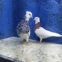 طوقی معاوضه هم دارم