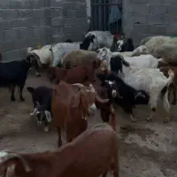 بز و بزغاله فروشی