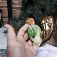 جوجه طوطی برزیلی رنگهای زیبا|پرنده|اهواز, گلستان|دیوار