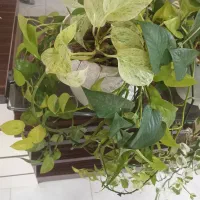 گل اپارتمانی