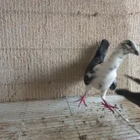 گوره سینه سفید|پرنده|وحدتیه, |دیوار