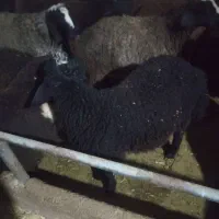 بره چاق برای جهت قربانی