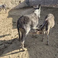 ۹راس خر شیری و کره خر|حیوانات مزرعه|ساوه, |دیوار