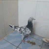 کفتر