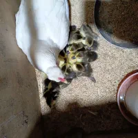 جوجه ادرک اسراییلی ۱۵روزه