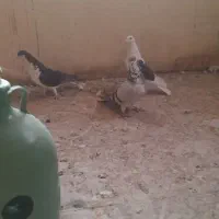 کفتر|پرنده|شیراز, شیخ علی چوپان|دیوار