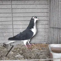 خوشرنگ سیاه