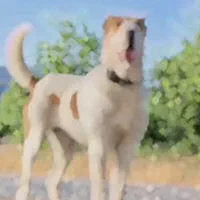 سگ خراسان