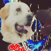 پژدر