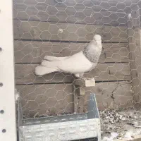 کله ای بریده بریده