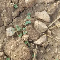 زمین دیم اجاره