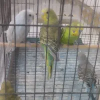 5 عدد مرغ عشق با قغس