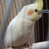 یک جفت عروس هلندی