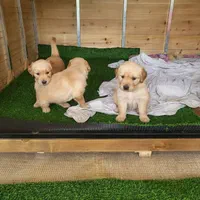 توله‌های گلدن رتریور|سگ|تهران, درکه|دیوار